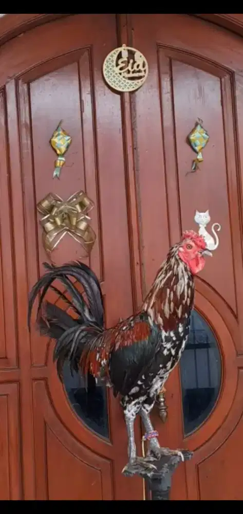 Ayam ketawa jantan trah durasim