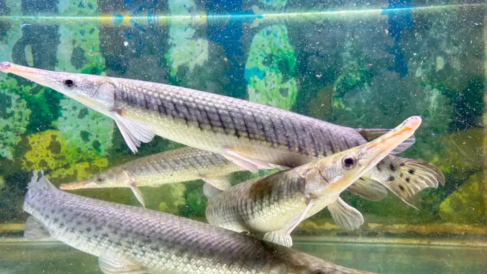 Ikan Flo rida gar besar
