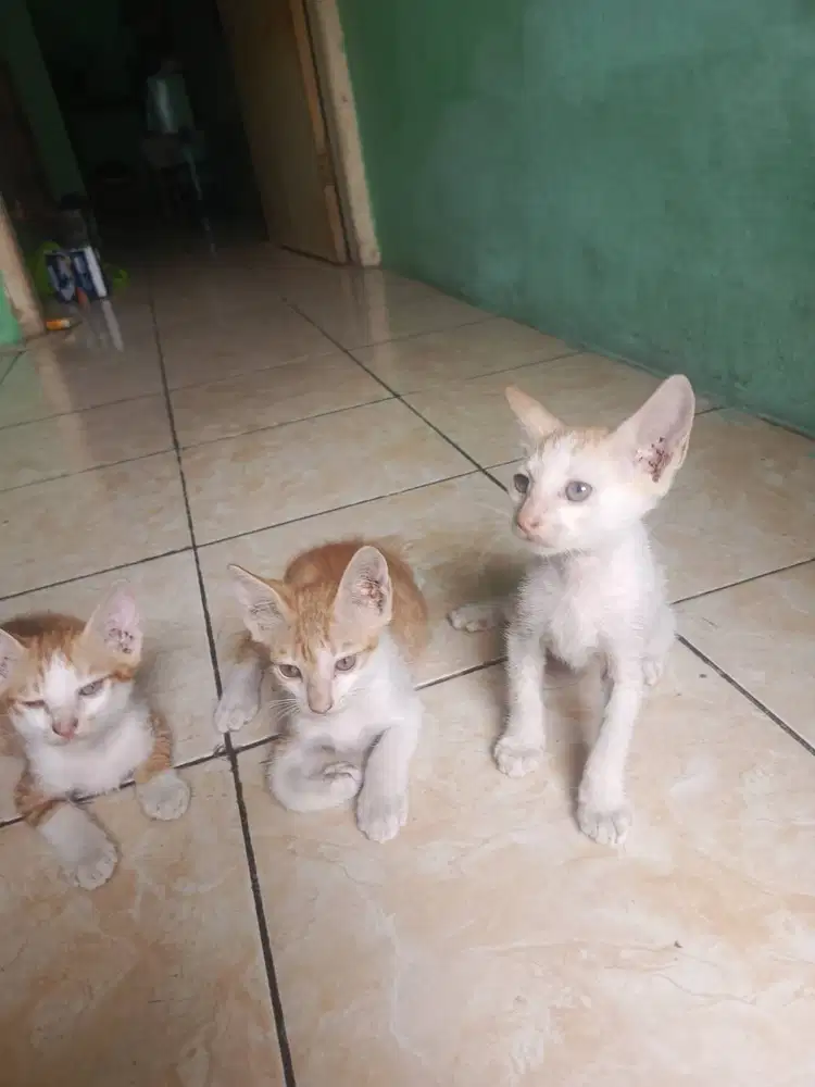 Kitten kucing domestik