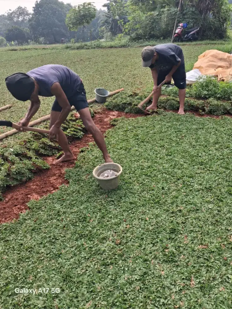 Rumput taman gajah mini