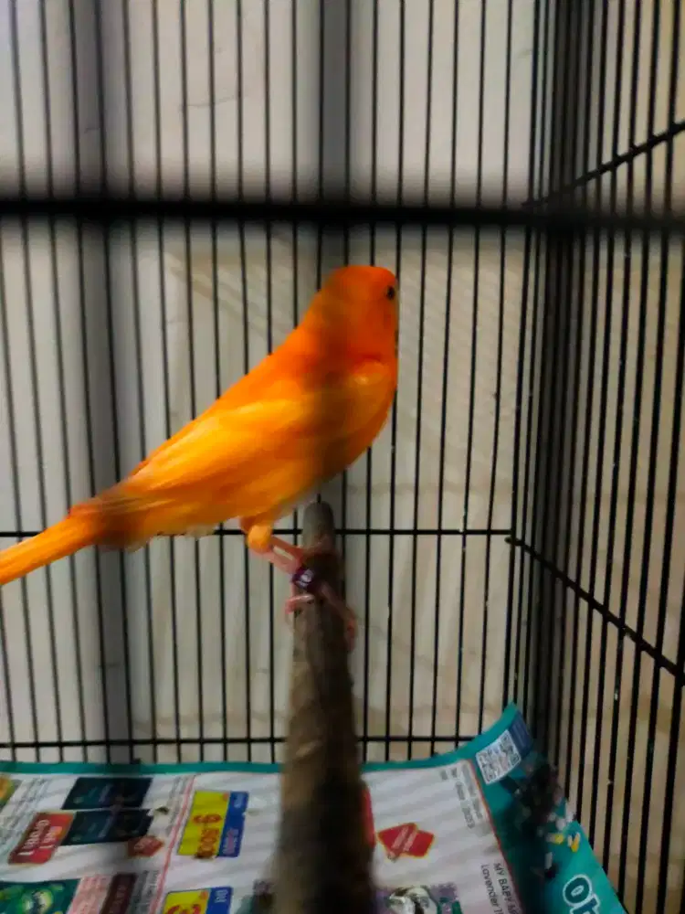 Burung kenari paud merlok jantan