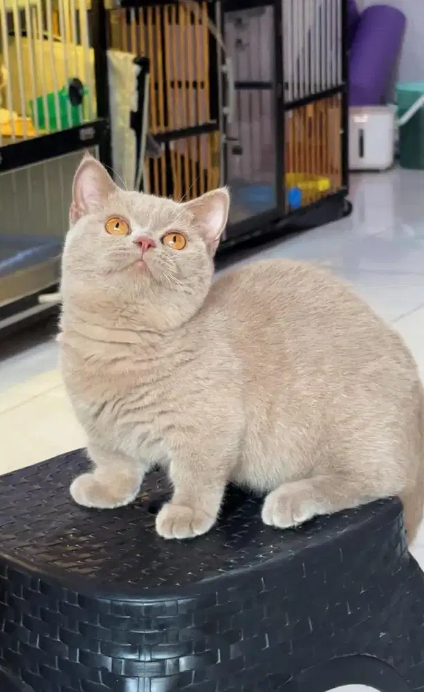 Kucing kitten munchkin bsh lilac female