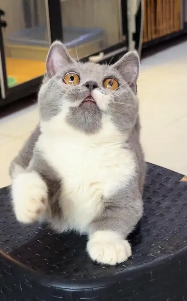 Kucing kitten munchkin BSH bico blue male