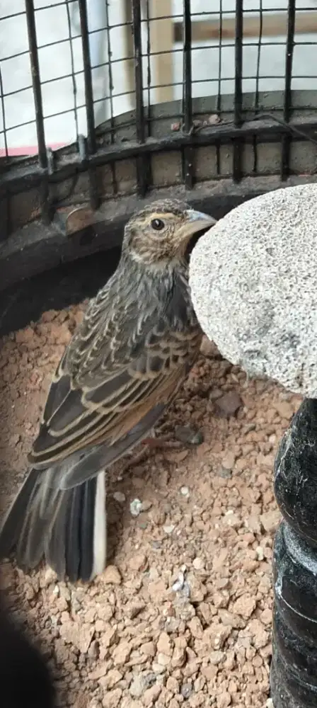 BURUNG BRANJANGAN JAWA bunyi dan ngejambul rada jinak Tt masuk fulset