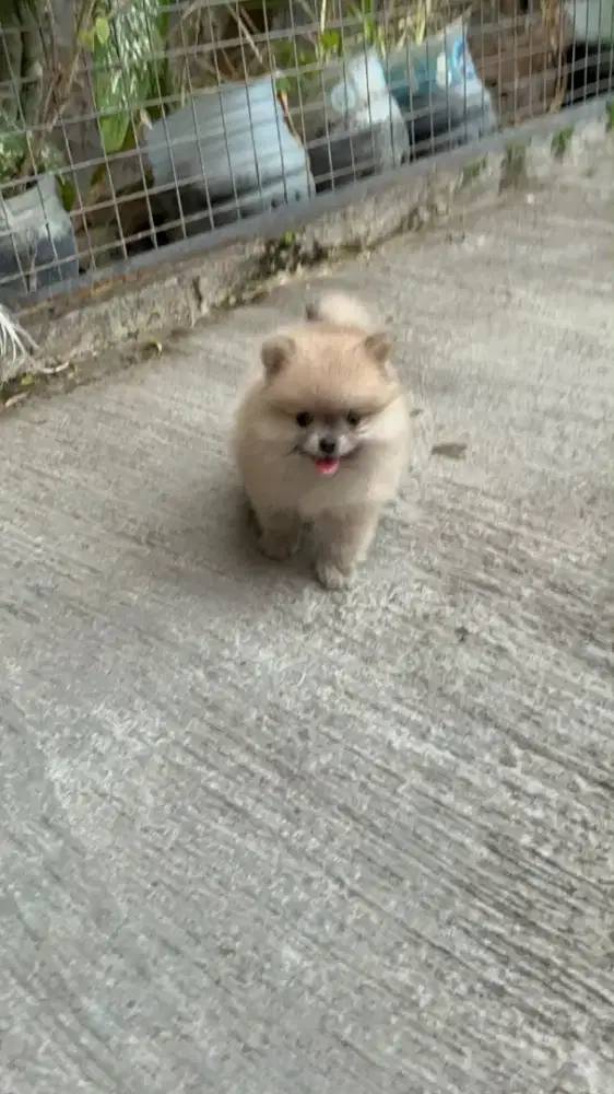 POMERANIAN BETINA MINIPOM BETINA
