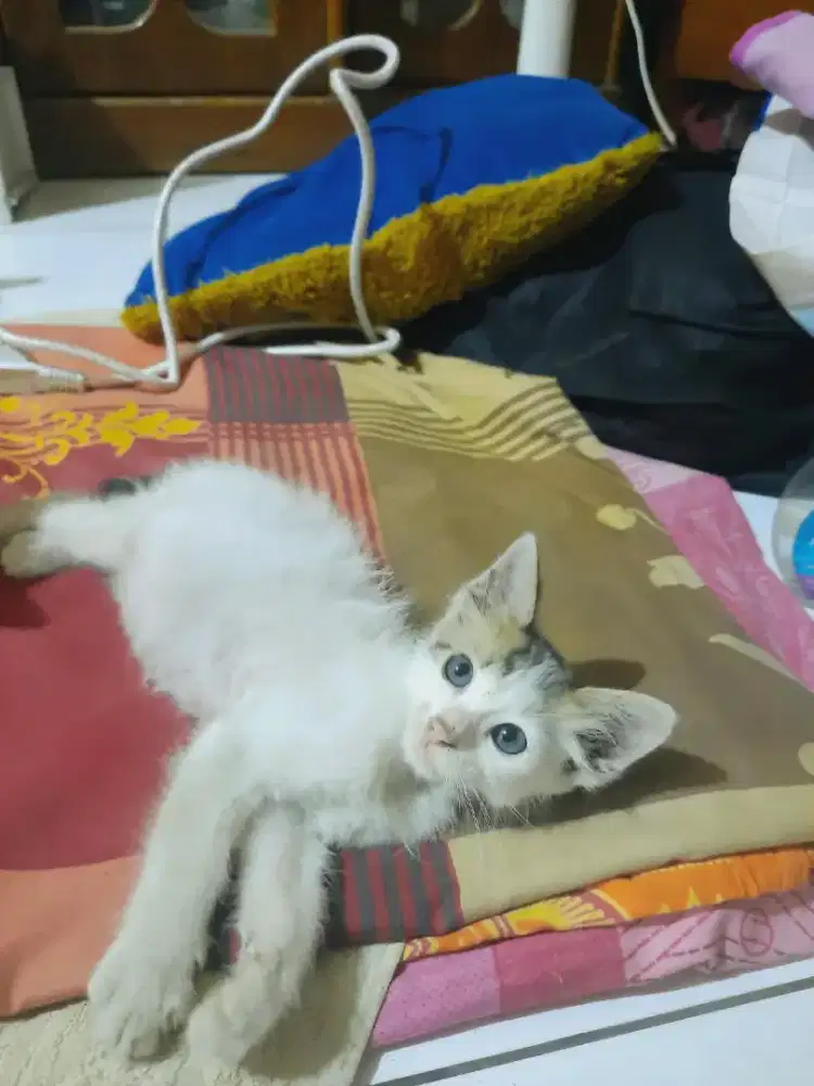 Kucing Peliharaan