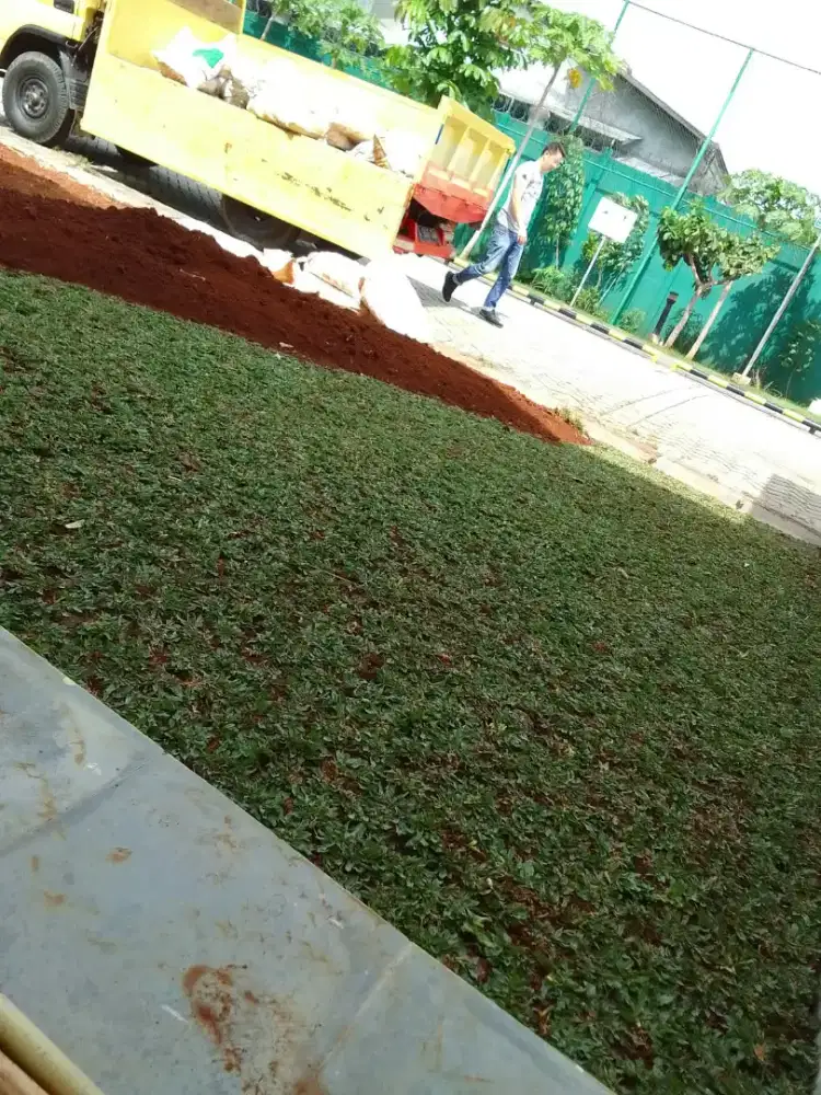 Rumput gajah mini harga termasuk ongkir dan jasa tanam 40.000/meter