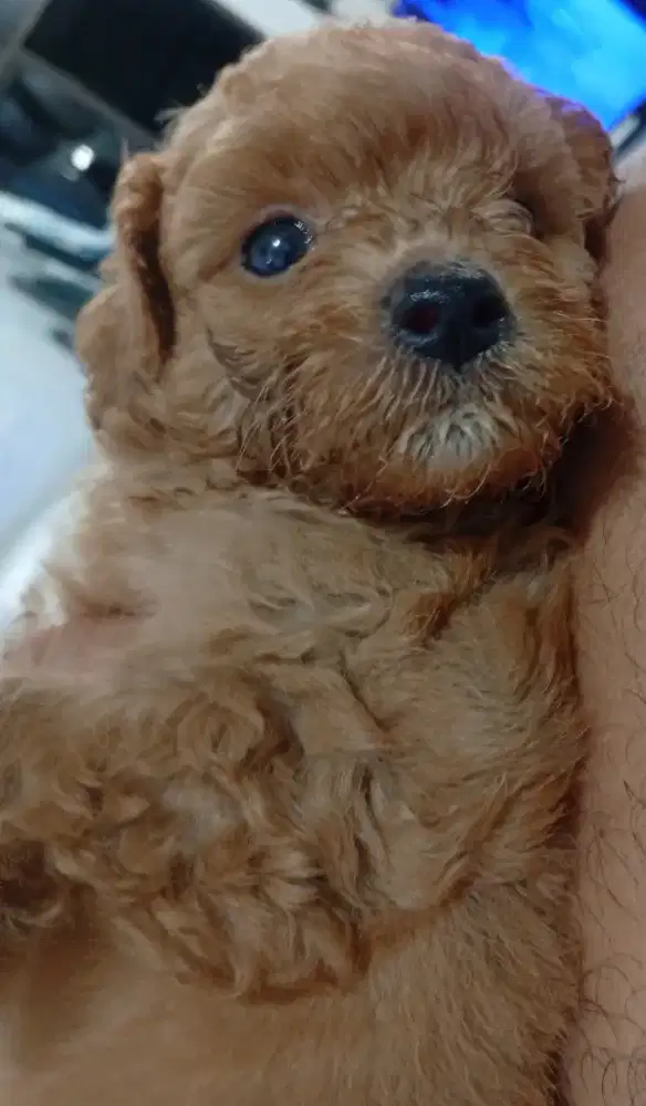 Puppy Ras Poodle asli lucu sehat lincah non STB murah