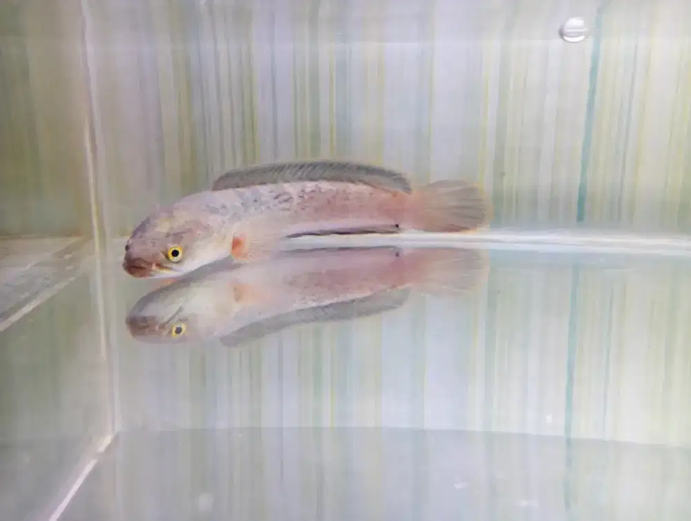 Limbata CB 11cm Mental Kaca - IKAN SAJA - Sawahan SBY