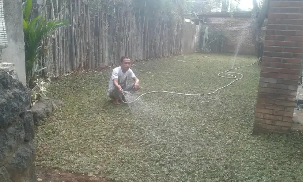 Rumput gajah mini harga termasuk ongkir dan jasa tanam 40.000/meter