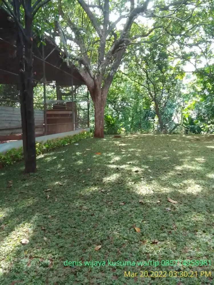Rumput gajah mini harga termasuk ongkir dan jasa tanam 40.000/meter