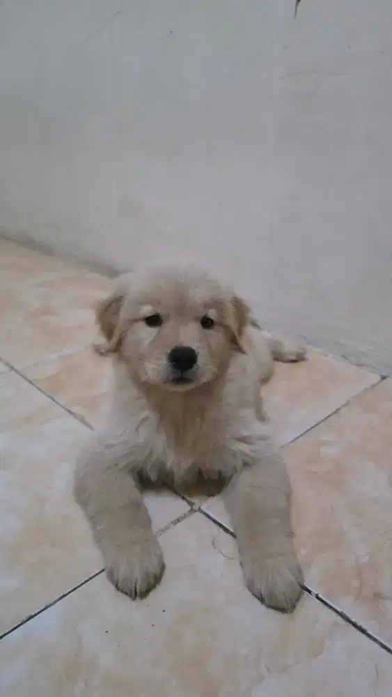 Golden retriever betina 2 bulan