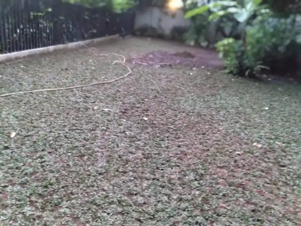 Rumput gajah mini harga termasuk ongkir dan jasa tanam 40.000/meter