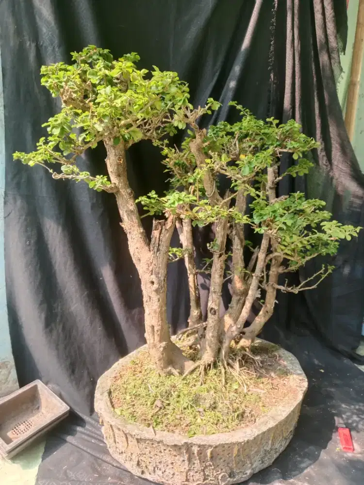 Bonsai sisir gaya grupping