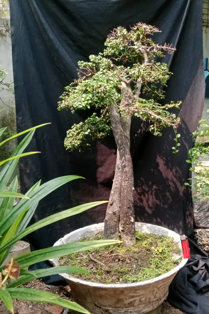 Bonsai serut xl
