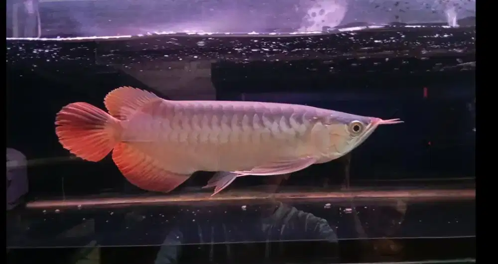 Arwana super red 32 cm