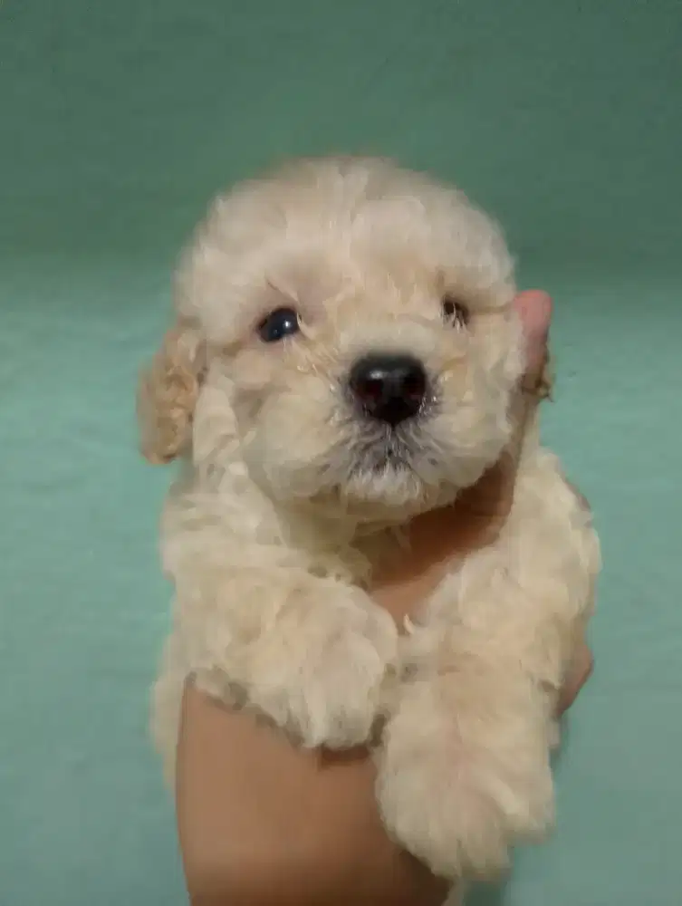 Jual aja anjing poodle apricot usia 3 minggu