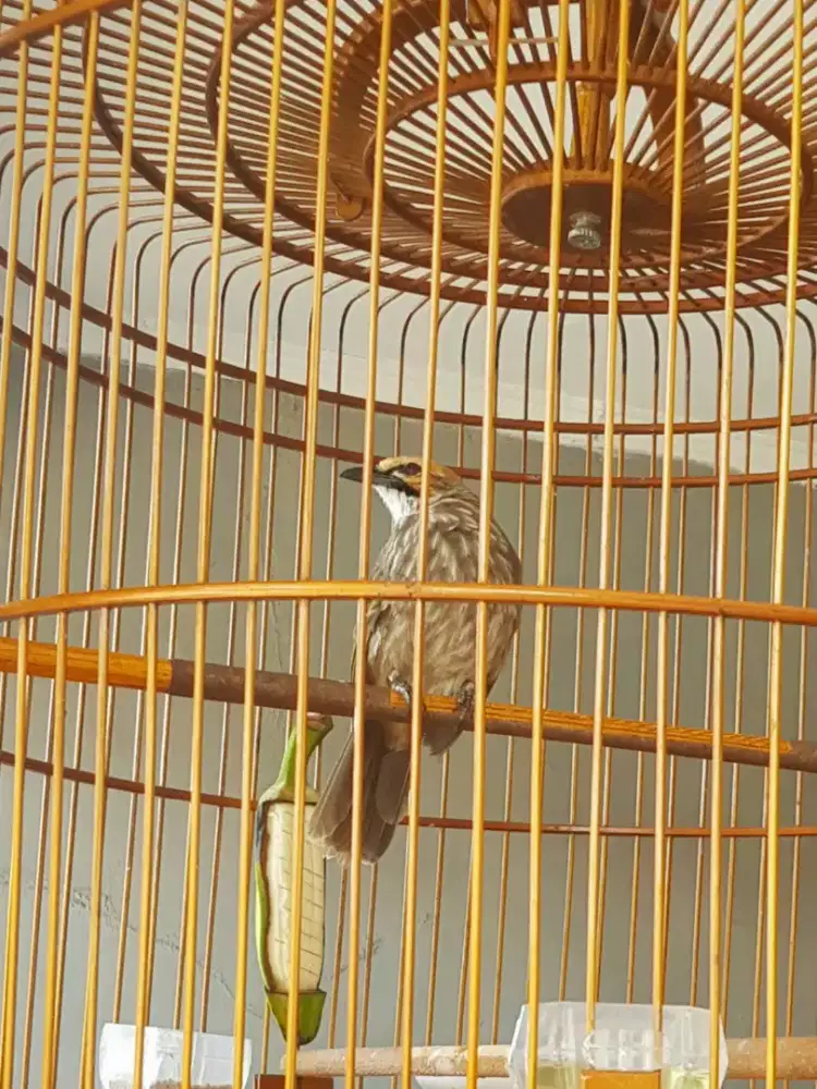 burung cucak rowo mapan siap produksi