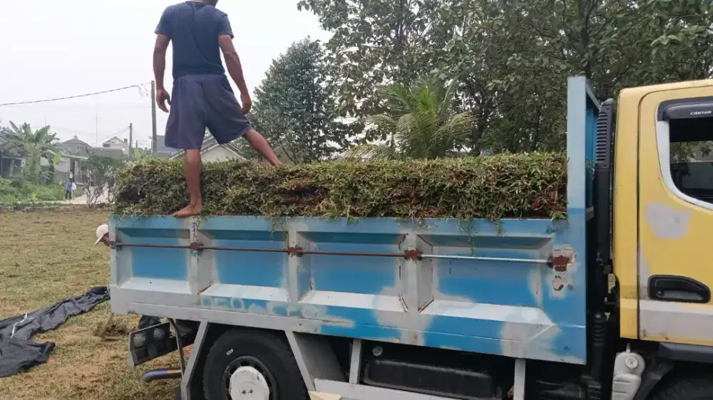 Rumput gajah mini harga termasuk ongkir dan jasa tanam 40.000/meter
