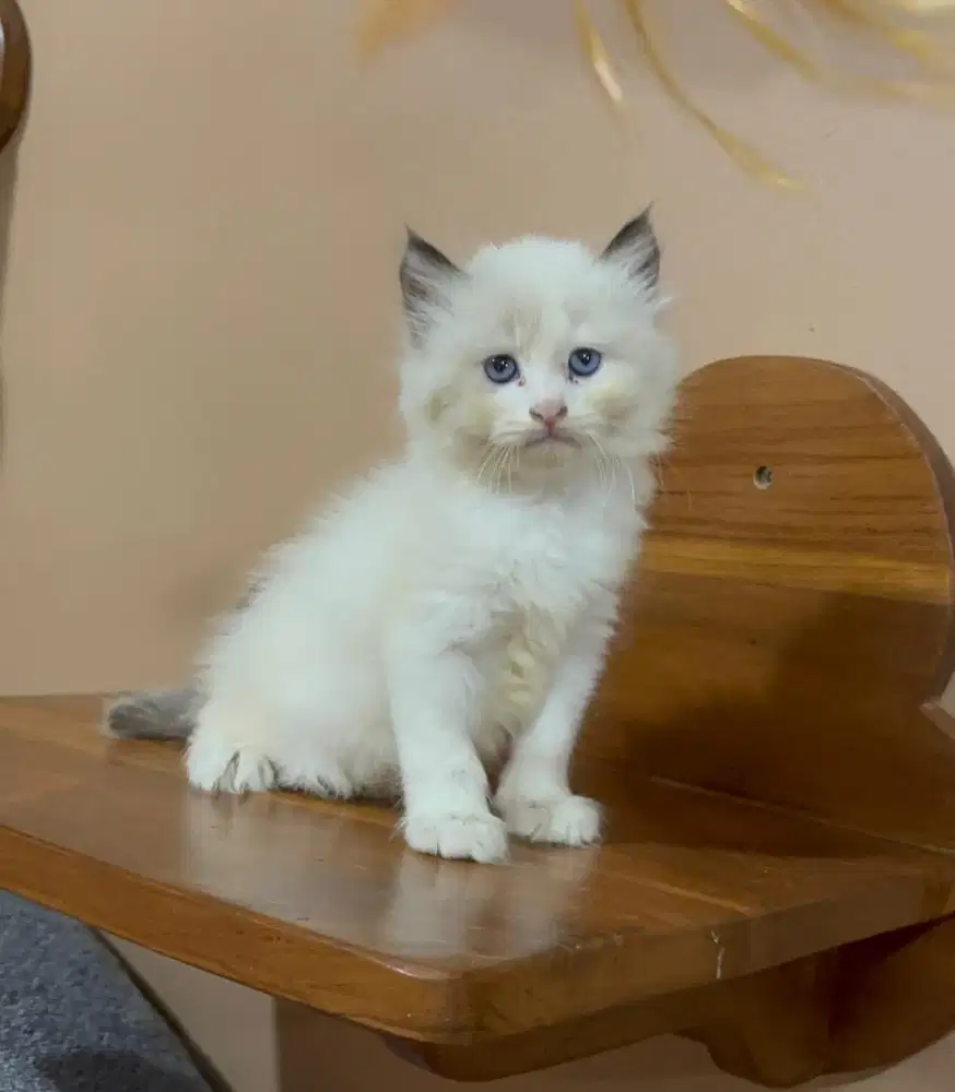 Kucing Kitten Anak kucing Midoll Ragdoll mix Persia