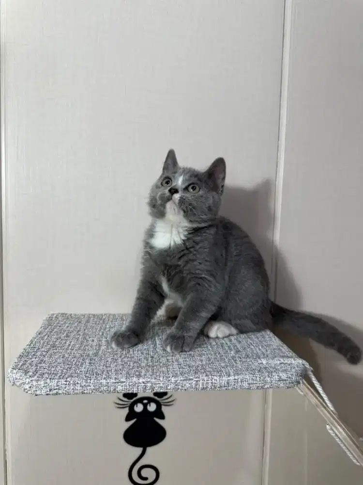 Top quality BSH bico| British Short Hair kitten