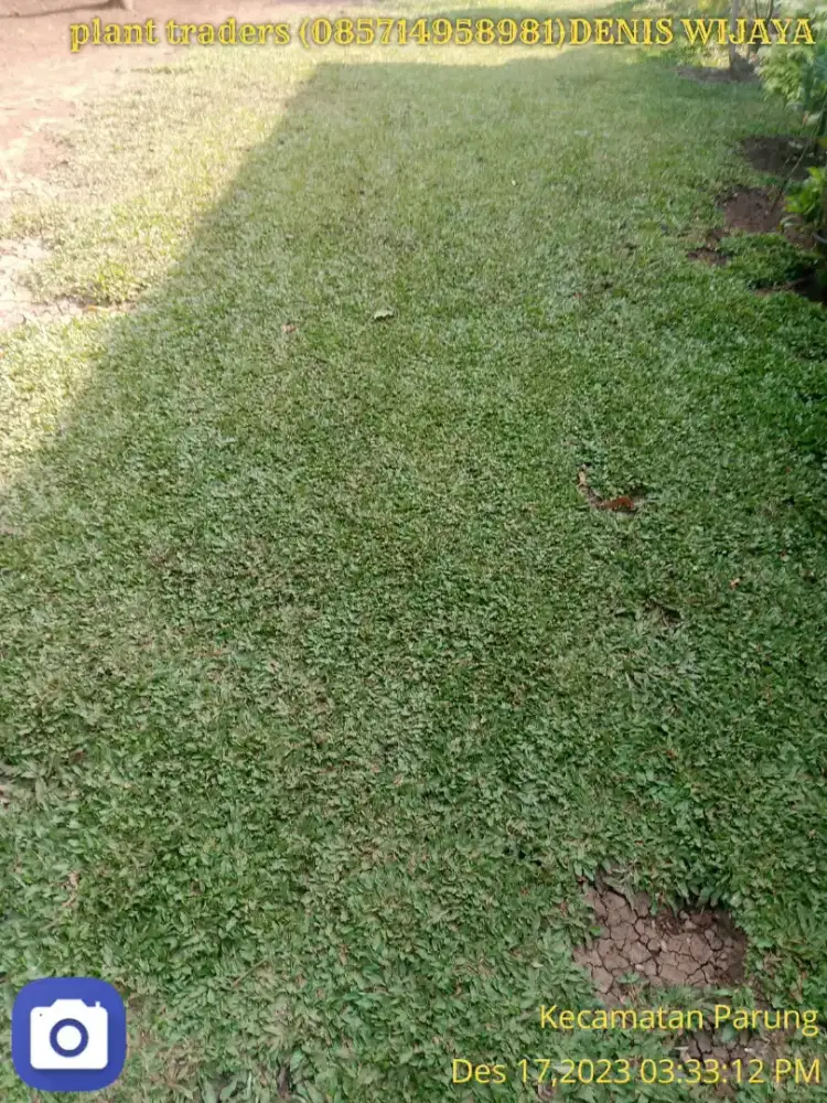 Rumput gajah mini harga termasuk ongkir dan jasa tanam 40.000/meter