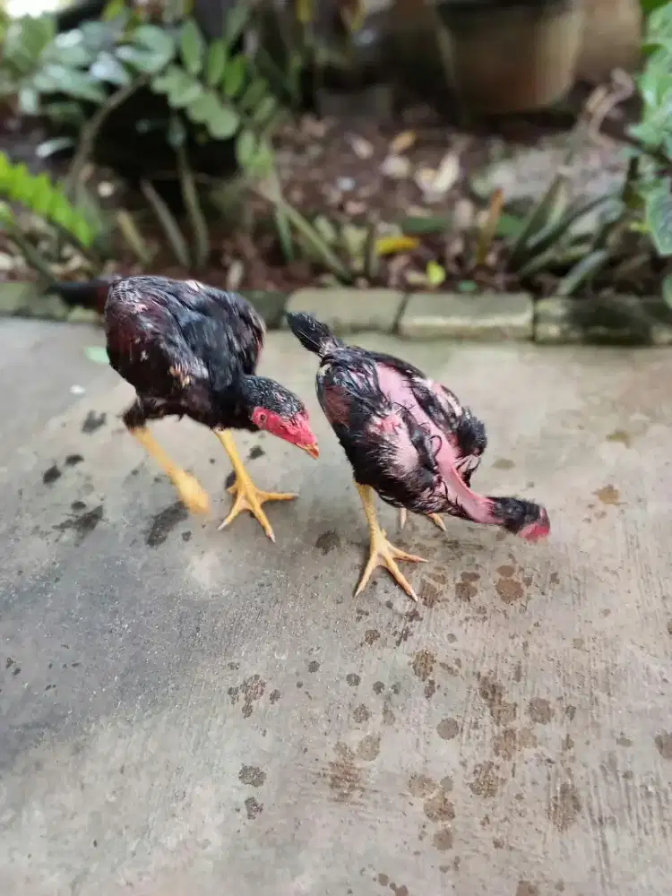 Ayam BK ,Pakhoy , Mangon  usia 3 bln sd 4,5 bln