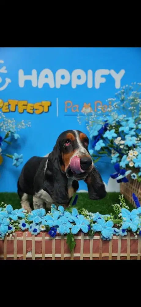 Basset Hound Dog