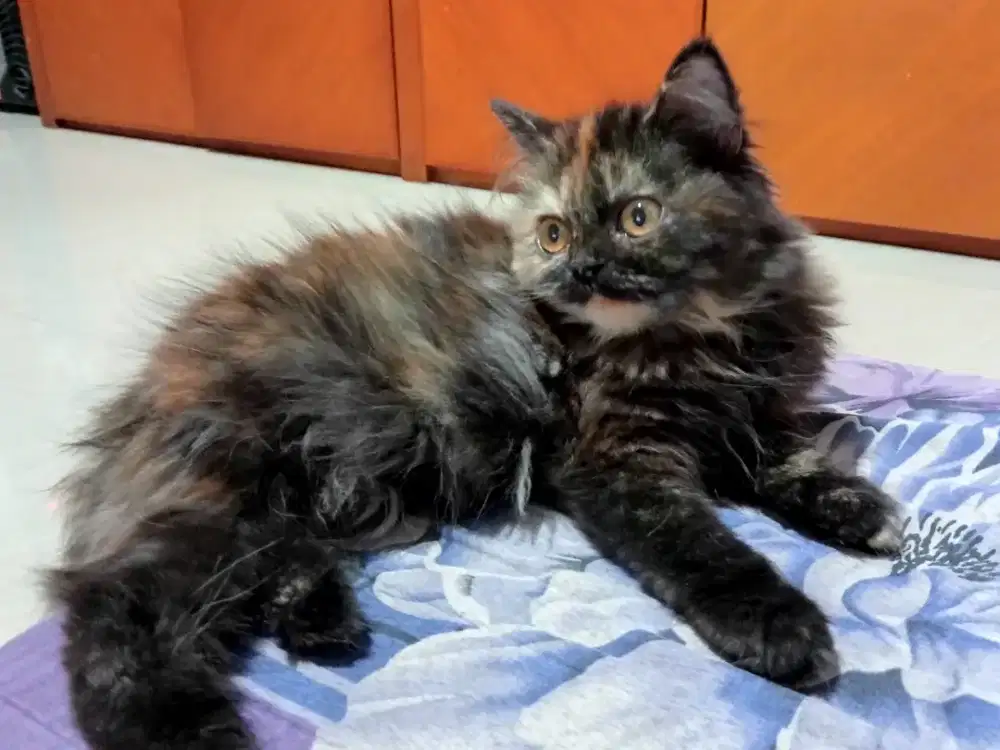 Persia betina 3bulan