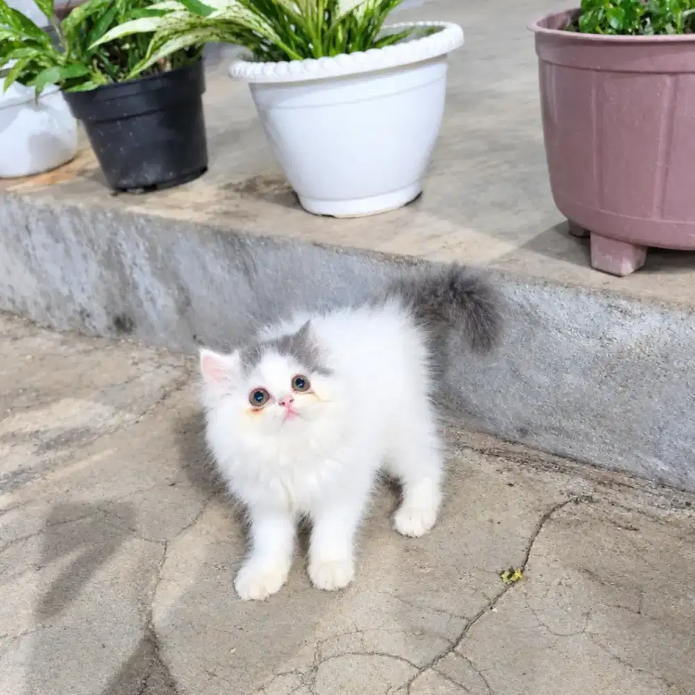 Kitten flatnose blue van