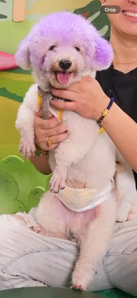 Anjing Bichon Frise