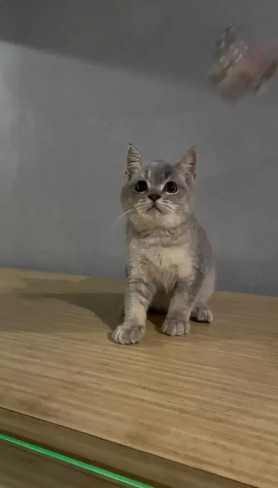 BSH Blue Golden Jantan