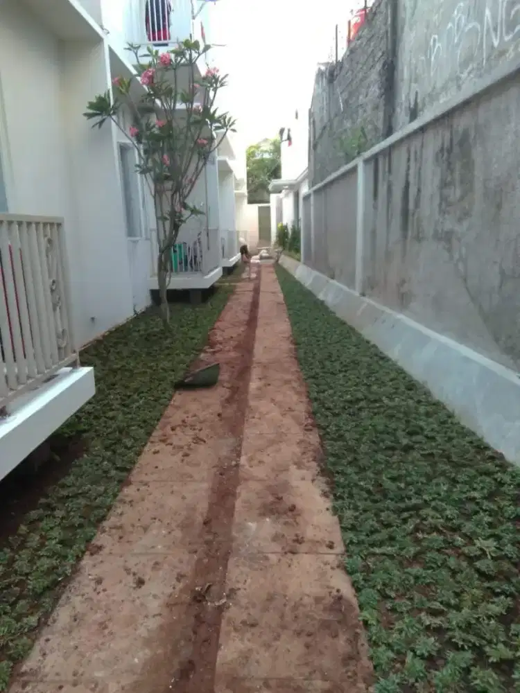 Rumput gajah mini harga termasuk ongkir dan jasa tanam 40.000/meter