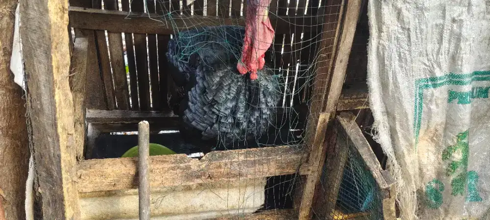 Dijual Ayam Kalkun Bujang