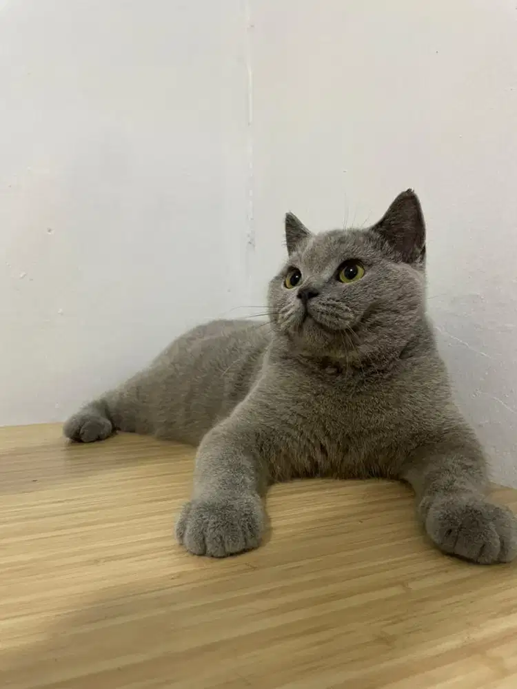 BSH Blue Jantan