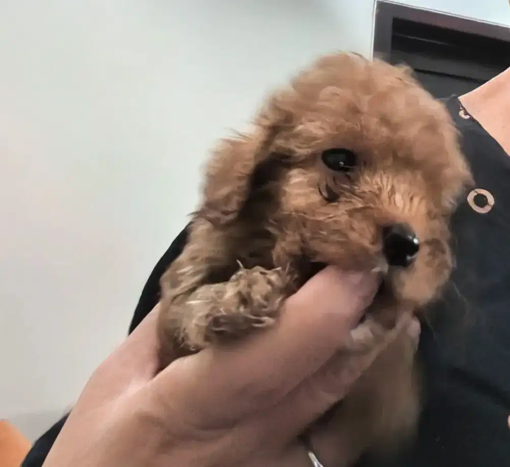 Anak Poodle lincah