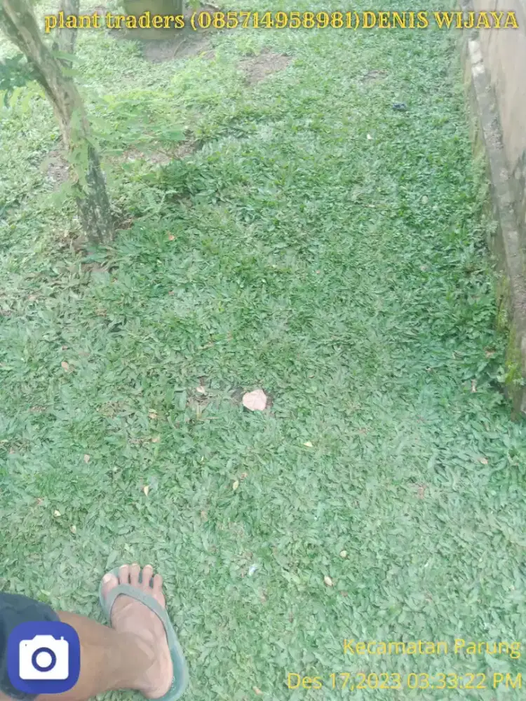 Rumput gajah mini harga termasuk ongkir dan jasa tanam 40.000/meter