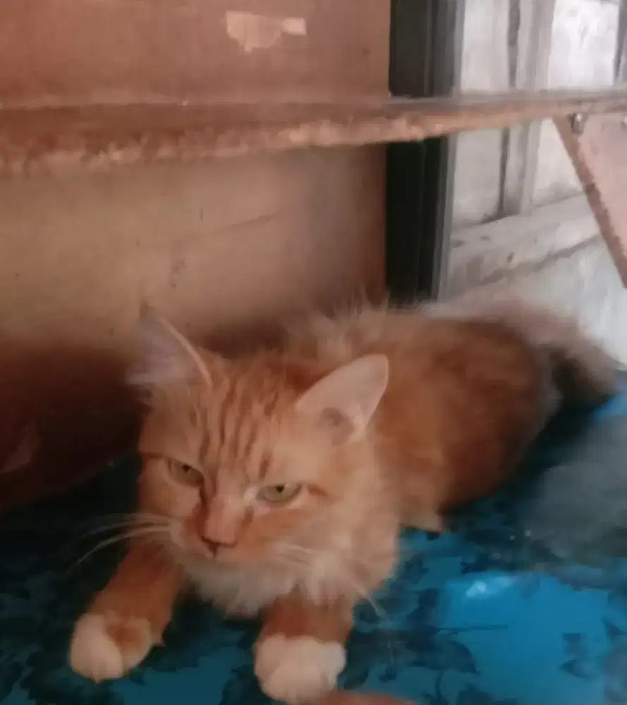 Kucing Persia medium red tabby dg kaoskaki