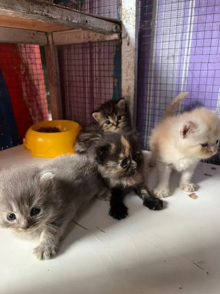 Kucing Persia Jantan dan Betina