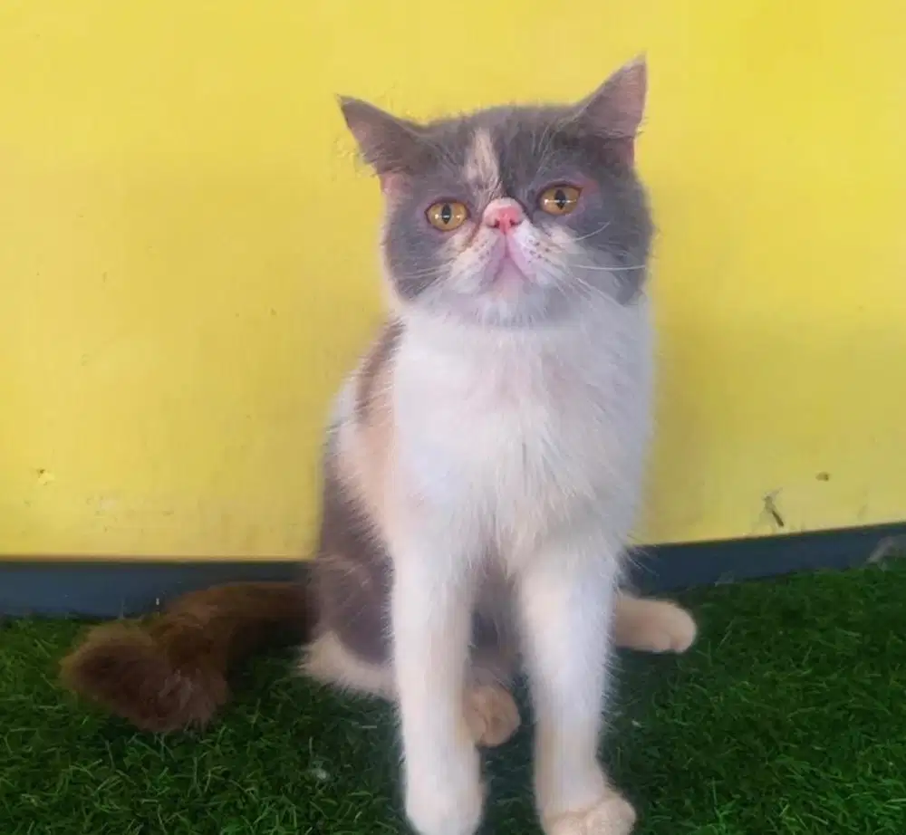 Kucing ras peacnose eco bukan persia
