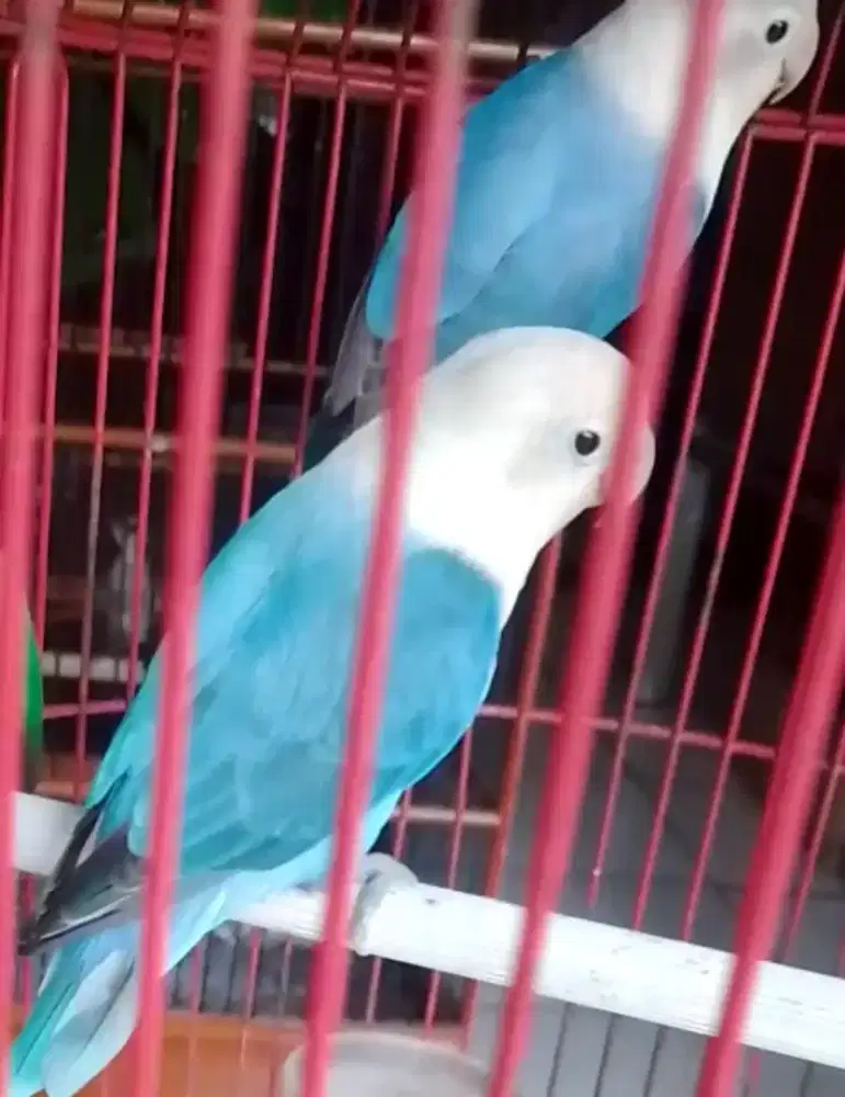 Lovebird biola vio sepasang