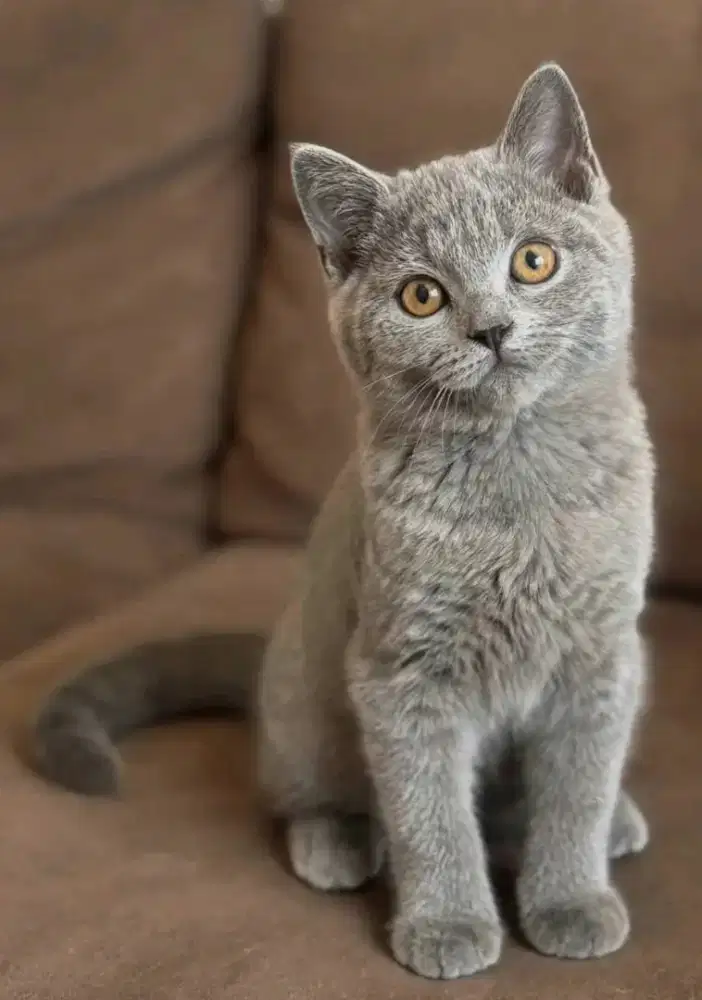 Kucing kitten British shorthair Bluesolid Female