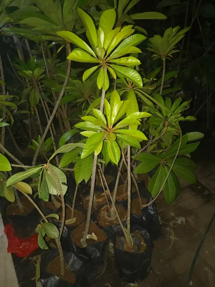 Mamey sapote jenis bagus