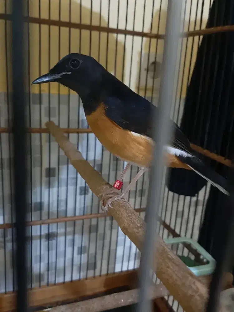 Murai medan betina siyapan