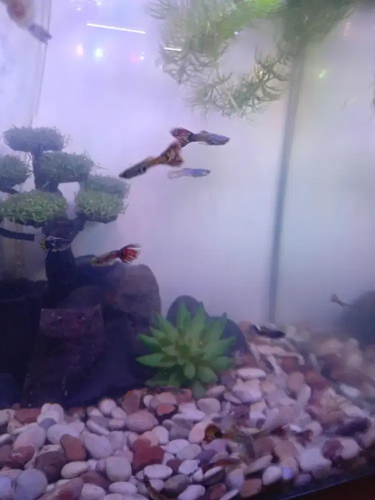 Ikan guppy tiger 15 ekor full set beserta aquarium