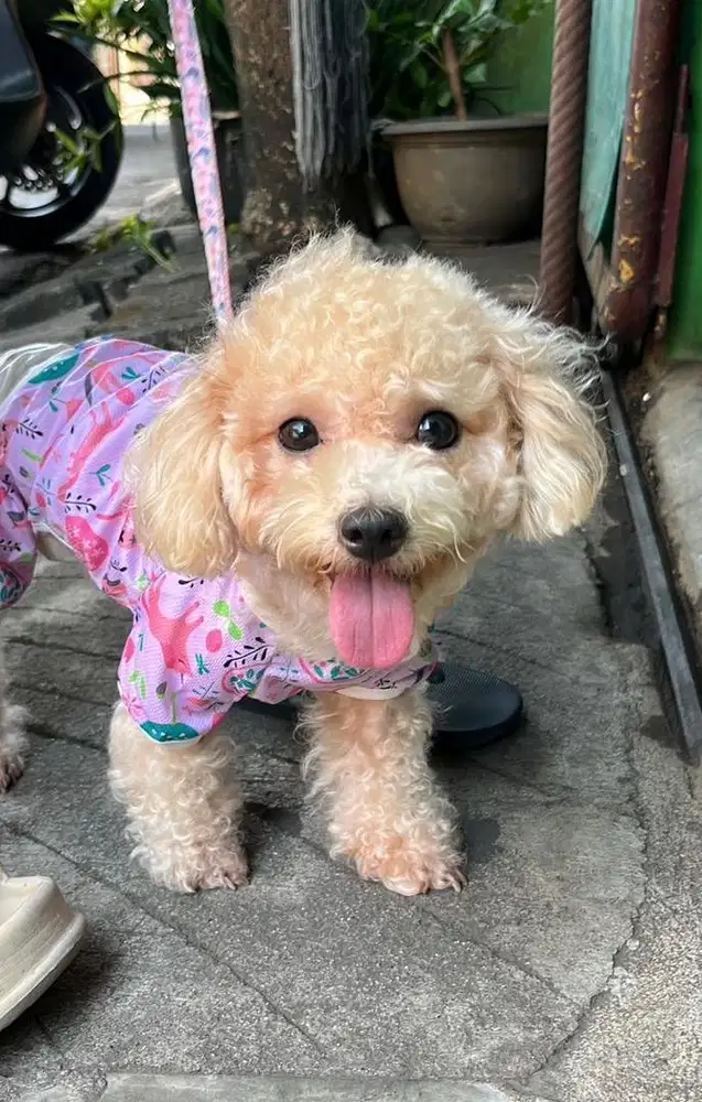 Tiny Poodle Femele