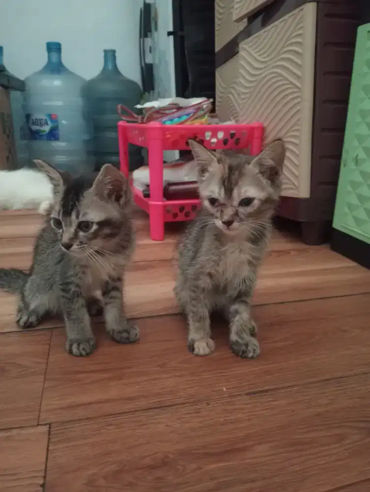Jual Kucing Kitten Persia Medium