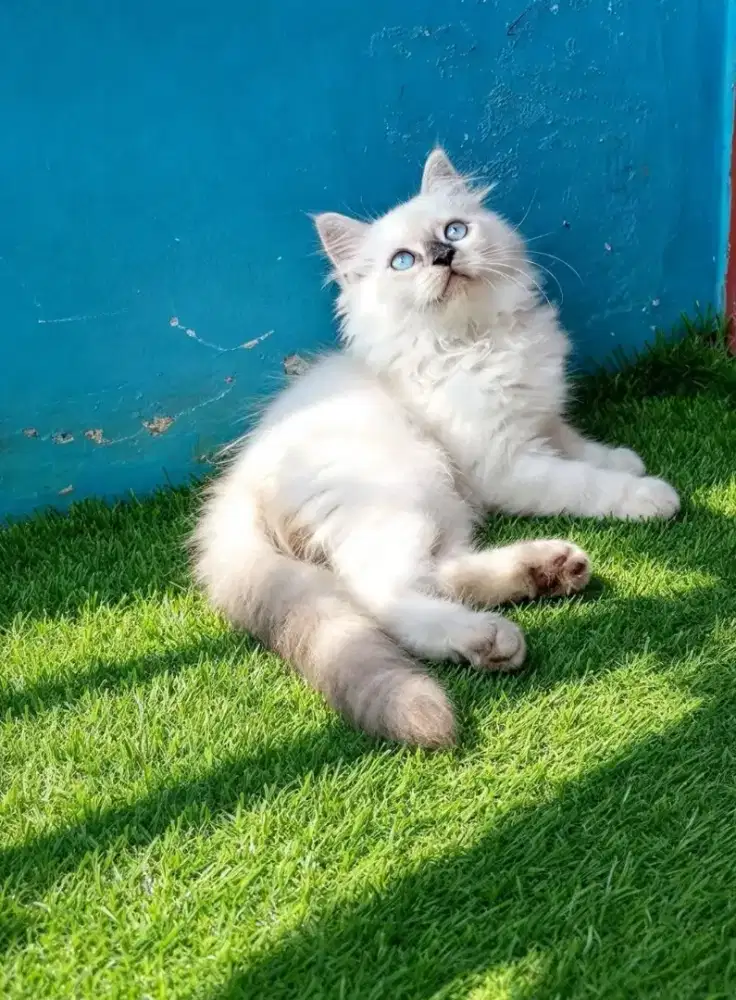 Kitten Himalaya Gembul dan Lucu
