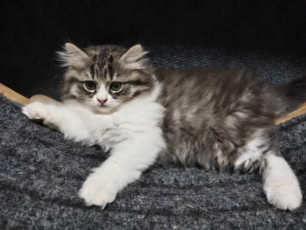 Kucing Kitten BSH Mix Ragdoll Black & White, Bulu Tebal Usia 2 Bulan