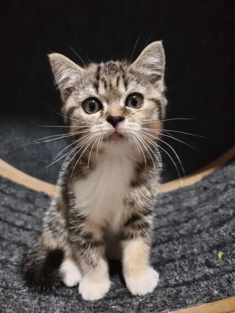 Kucing Kitten BSH Mix Ragdoll, Tabby Brown White Usia 2 Bulan